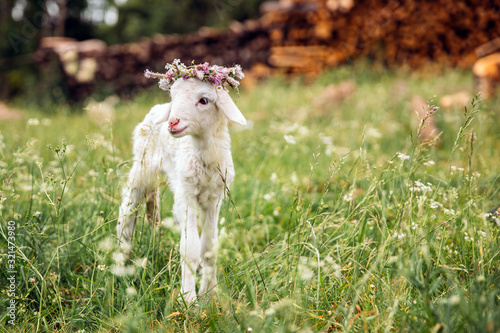 Fototapeta Baby lamb with flower crown
