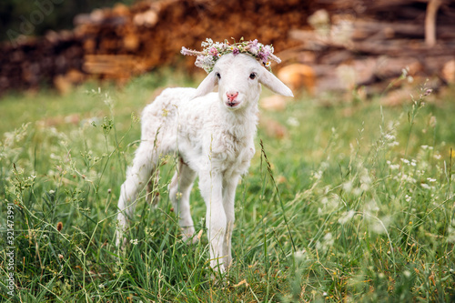 Baby lamb with flower crown