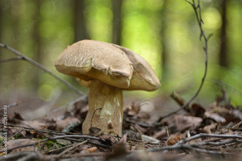 Fototapeta premium Picking mushrooms in the forest