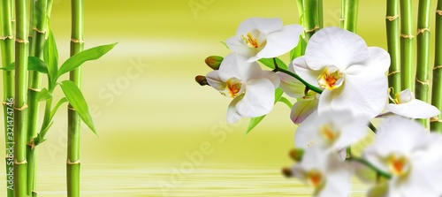 Photography spa background with ochideen and bamboo in green