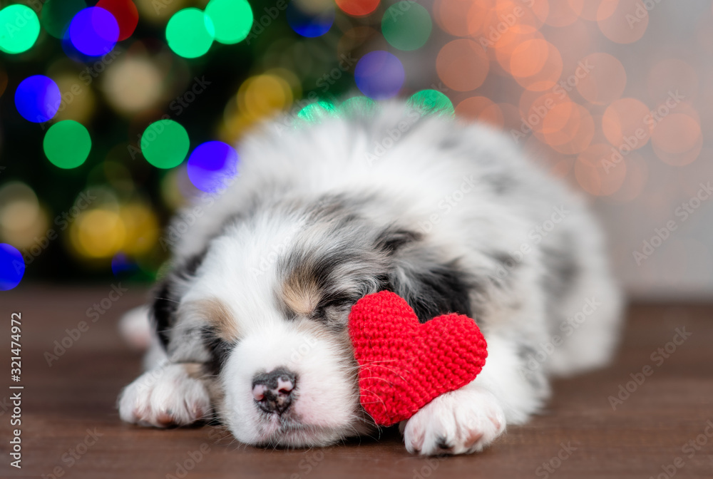 Australian shepherd puppy sleeps with red heart on festive background