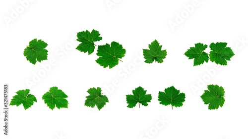 collection of green grape leaves isolated on white background.