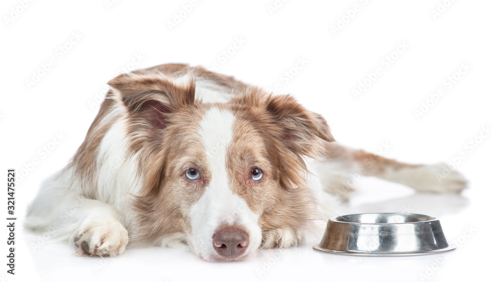 Unhappy hungry dog lies beside a bowl and asks food. isolated on white background