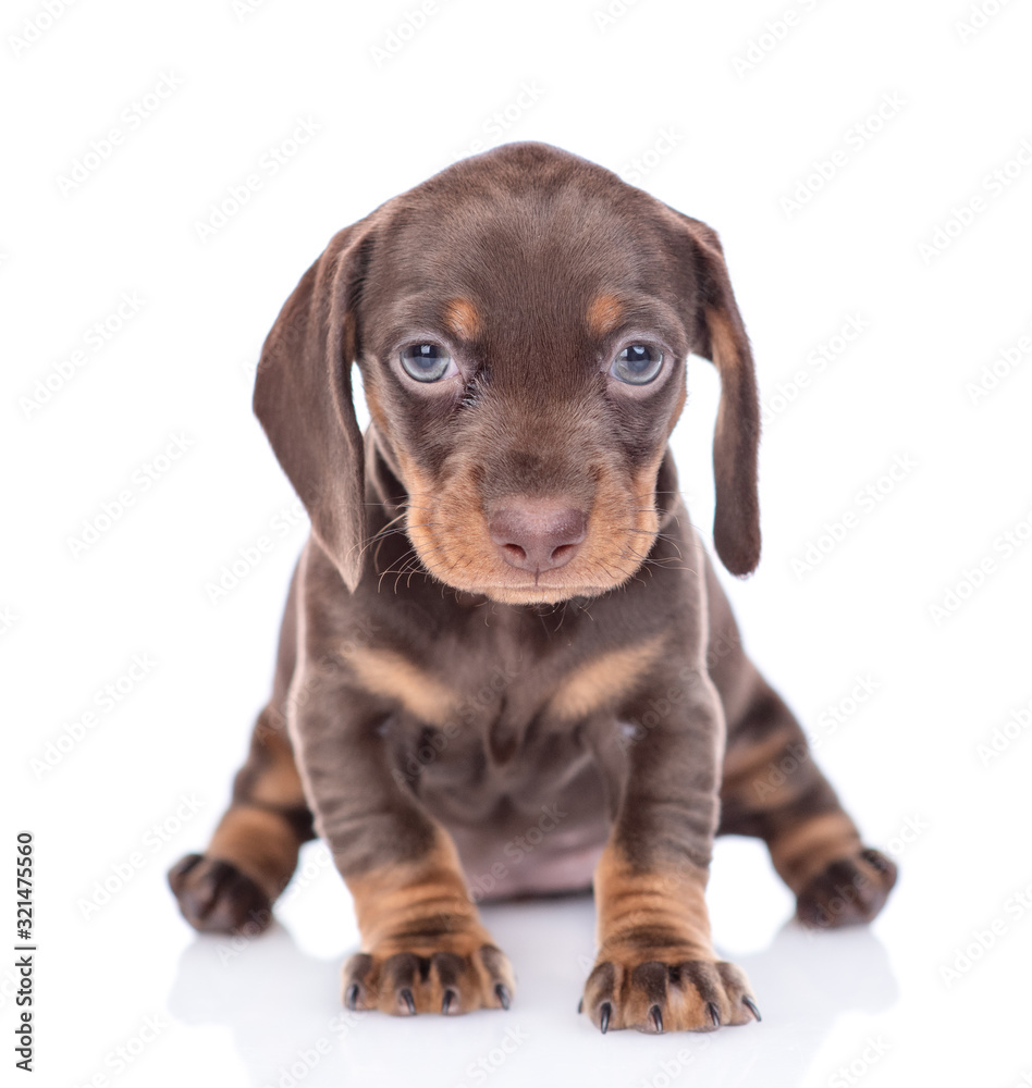 Short haired dachshund puppy stands in front view and looks at camera. isolated on white background Short haired dachshund puppy stands in front view and looks at camera. isolated on white background