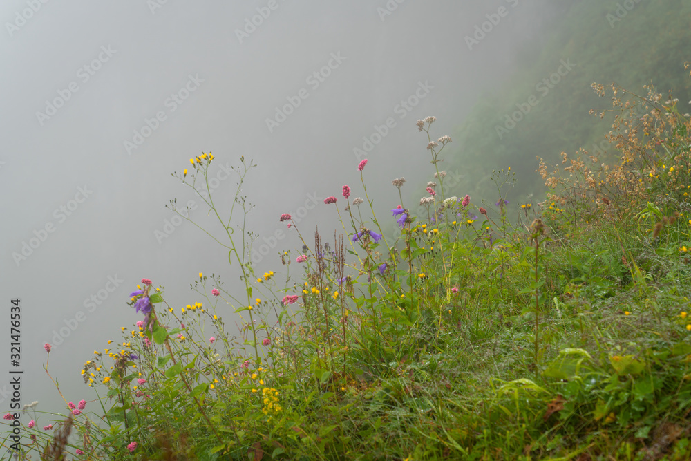 Wild flowers with dew drops, Haldizen and Karaster  in Trabzon Black Sea region, Turkey