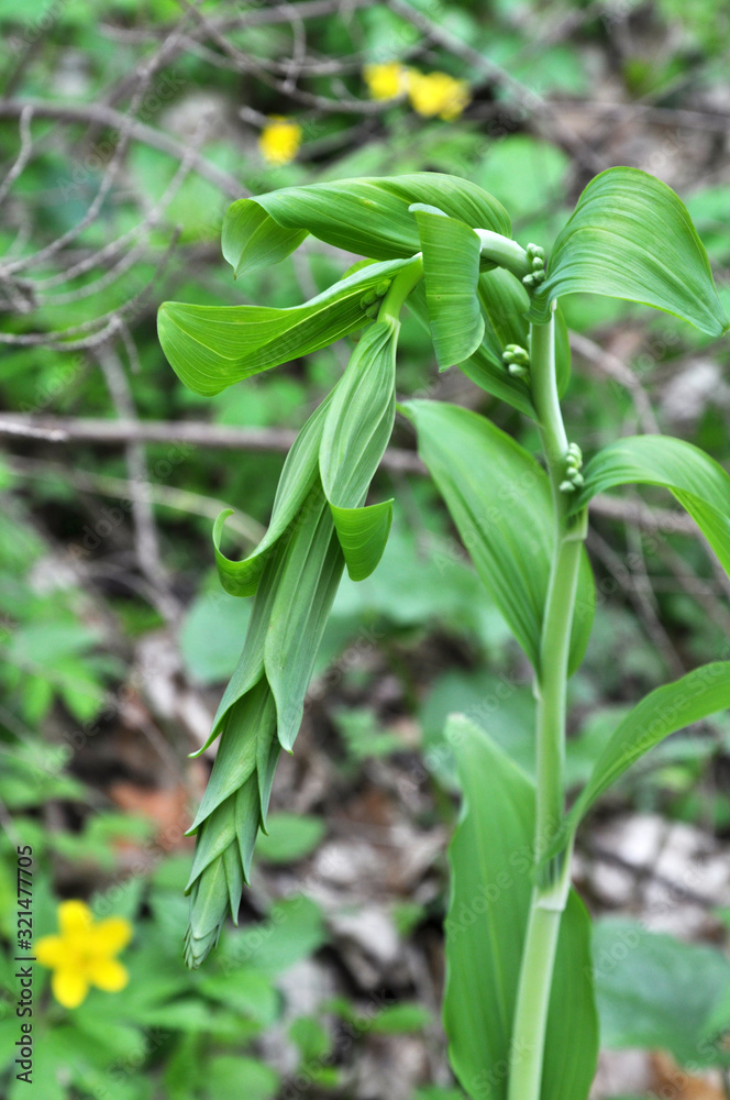 In the spring forest grows multifloral plant Polygonatum multiflorum In the spring forest grows multifloral plant Polygonatum multiflorum