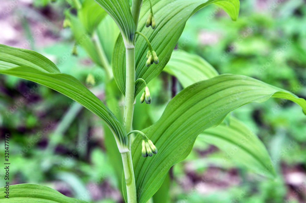 Obraz premium In the spring forest grows multifloral plant Polygonatum multiflorum