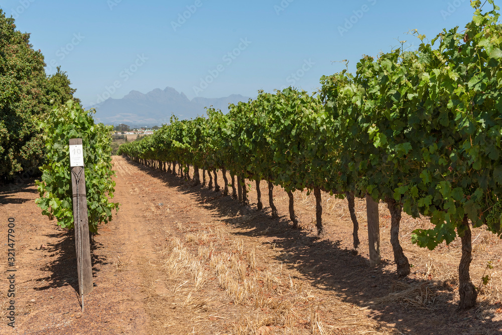 Durbanville, Cape Town, South Africa. Dec 2019.  Grapes on vines in the Durbanville wine growing region close to Cape Town, South Africa. Cabernet Franc grape variety growing.