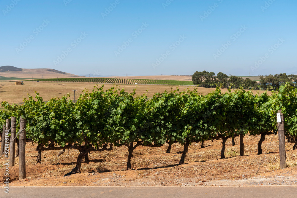 Durbanville, Cape Town, South Africa. Dec 2019. Grapes on vines in the Durbanville wine growing region close to Cape Town, South Africa. Cabernet Sauvignon variety grapes. Durbanville, Cape Town, South Africa. Dec 2019. Grapes on vines in the Durbanville wine growing region close to Cape Town, South Africa. Cabernet Sauvignon variety grapes.