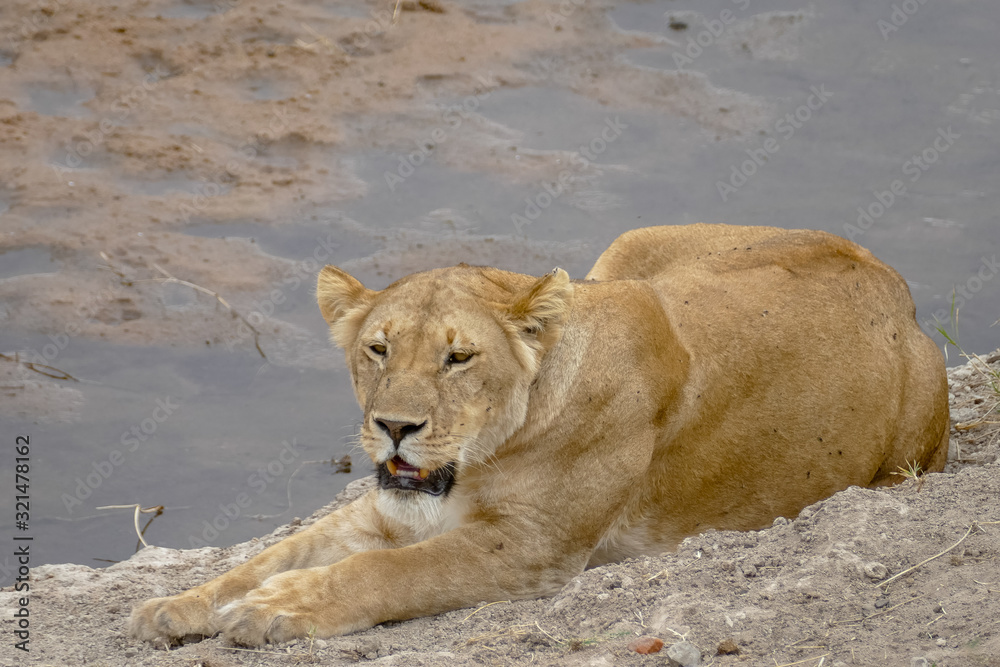 Obraz premium Lioness resting before hunting (Serengeti National Park, Tanzania)