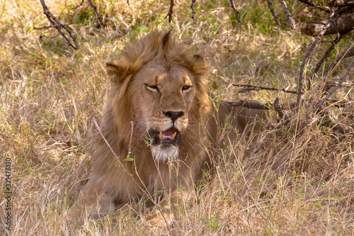 Fototapeta Naklejka Na Ścianę i Meble -  Portrait of a lion resting under a tree in Serengeti National Park