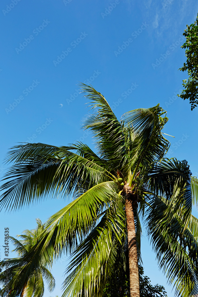 Fototapeta premium palm tree and blue sky