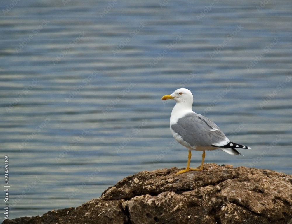 bird bird
