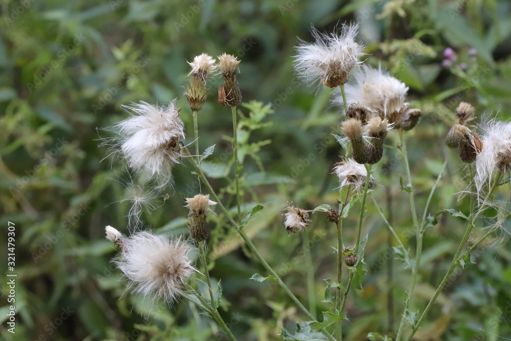 Blüten Blüten