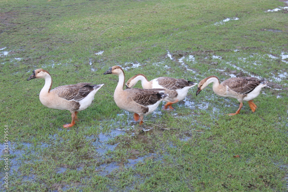Obraz premium ducks on green grass
