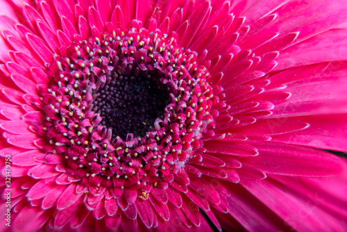 Germini flower pink blossom isolated on white background. Shallow depth. Soft toned