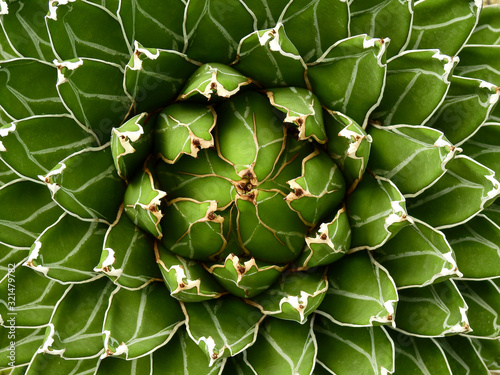 Agave victoriae reginae, cactus texture