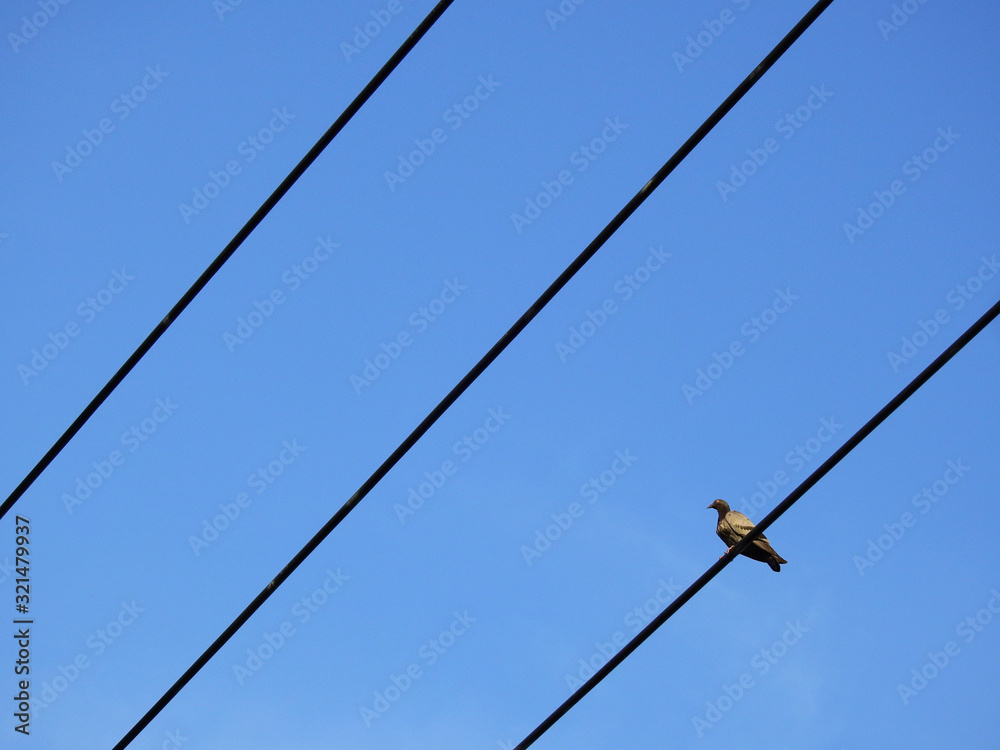 pigeon on electric wire with blue sky background pigeon on electric wire with blue sky background