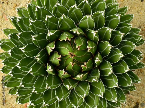 Agave victoriae reginae, cactus texture