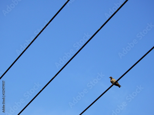 pigeon on electric wire with blue sky background