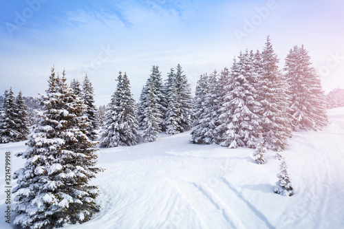 Winter fir and pine forest covered with snow after strong snowfall on sunny frosty day