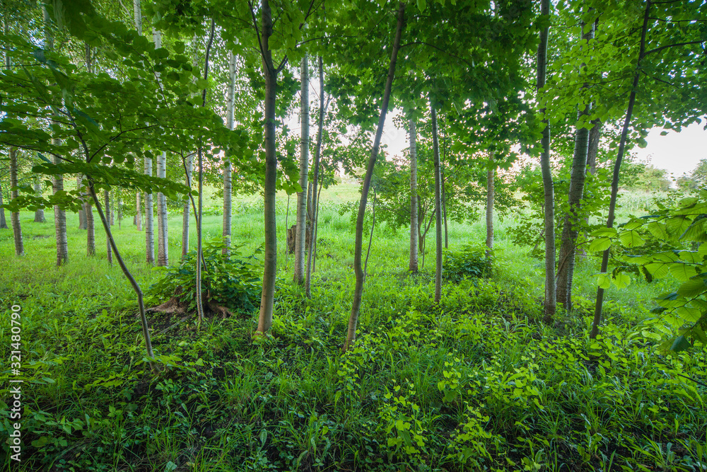 Fototapeta premium Green Grove. Young trees. Green grass