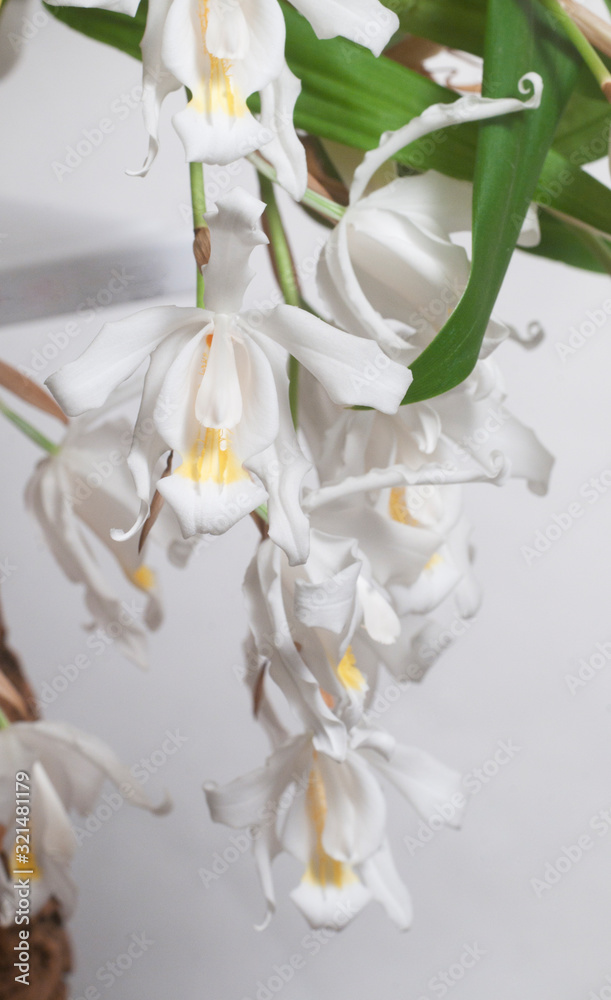 Flowers of Coelogyne cristata orchid Flowers of Coelogyne cristata orchid