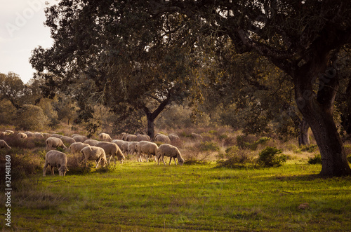 sheeps grazing in fields of Extremadura, spain