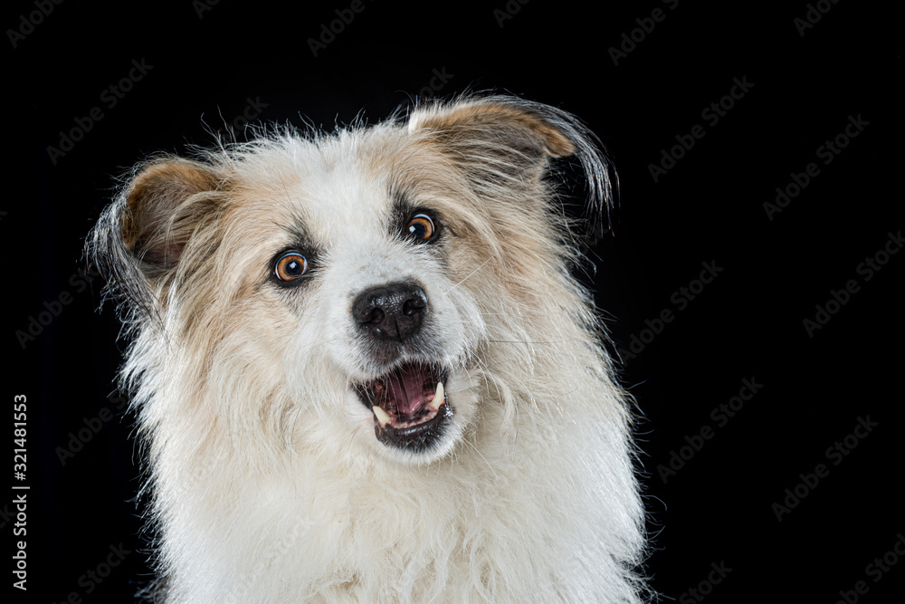 Cute mixed breed dog on black background snaps a tasty - obrazy, fototapety, plakaty 