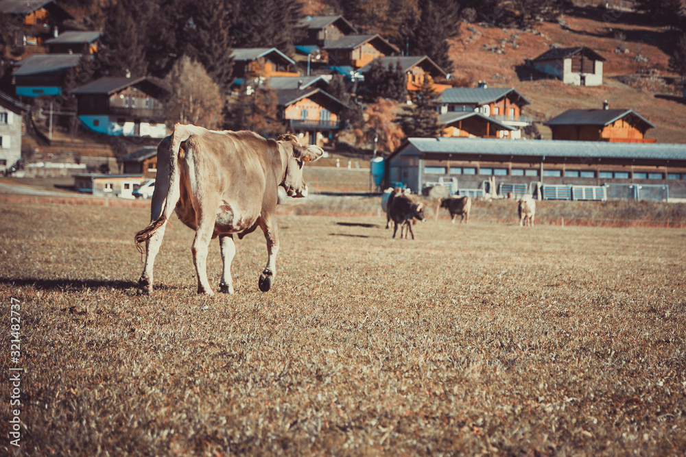 Cow in the field