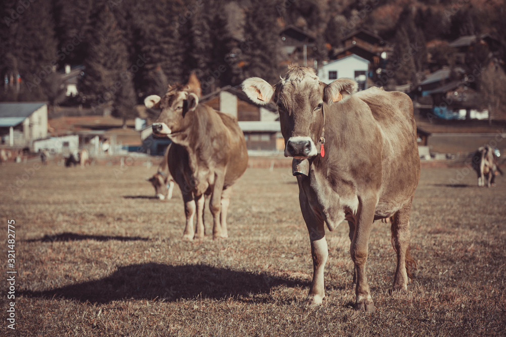 Cow in the field