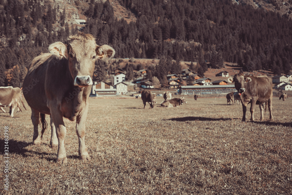 Cow in the field