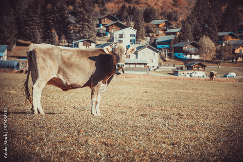 Obraz na płótnie Cow in the field w salonie