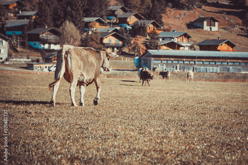 Obraz na płótnie Cow in the field w salonie