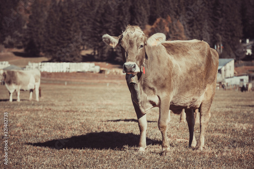 Cow in the field