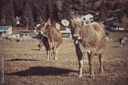 Obraz na płótnie Cow in the field w salonie