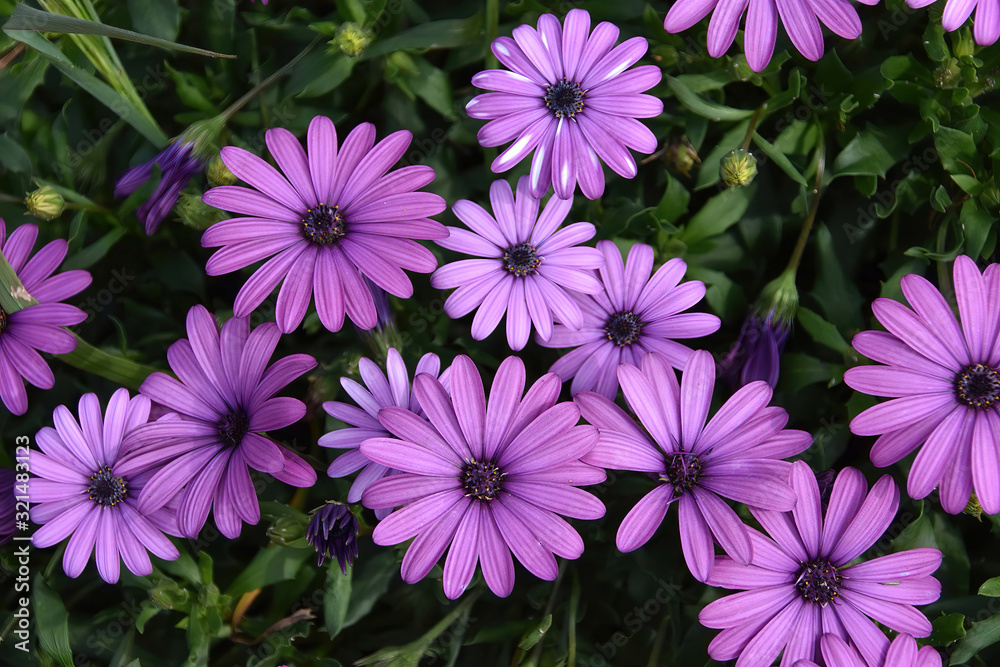 Purple flower in the garden, Osteospermum ecklonis Purple flower in the garden, Osteospermum ecklonis