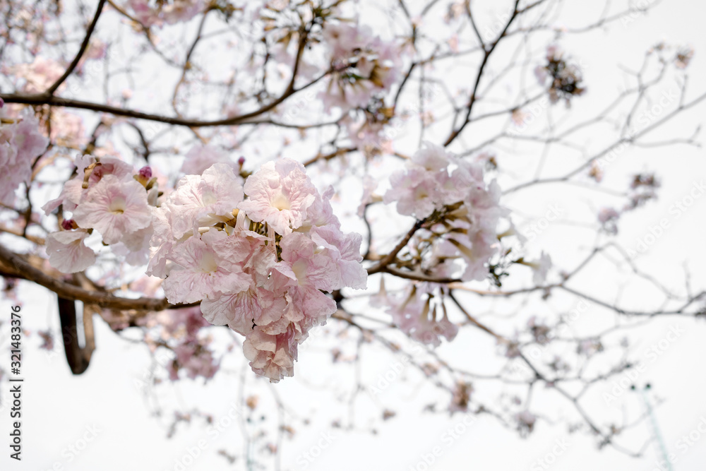 Beautiful pink flower on the tree in Spring season Beautiful pink flower on the tree in Spring season