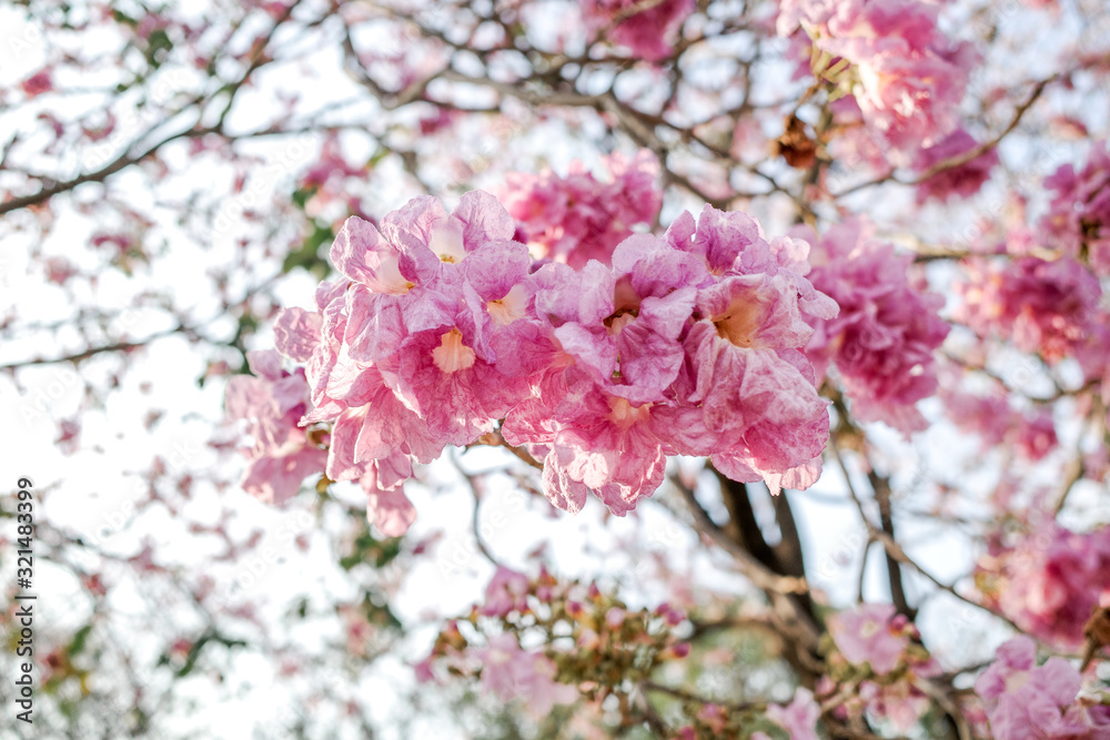 Beautiful pink flower on the tree in Spring season Beautiful pink flower on the tree in Spring season