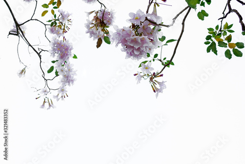 Beautiful pink spring flowers on a tree branch isolated on white