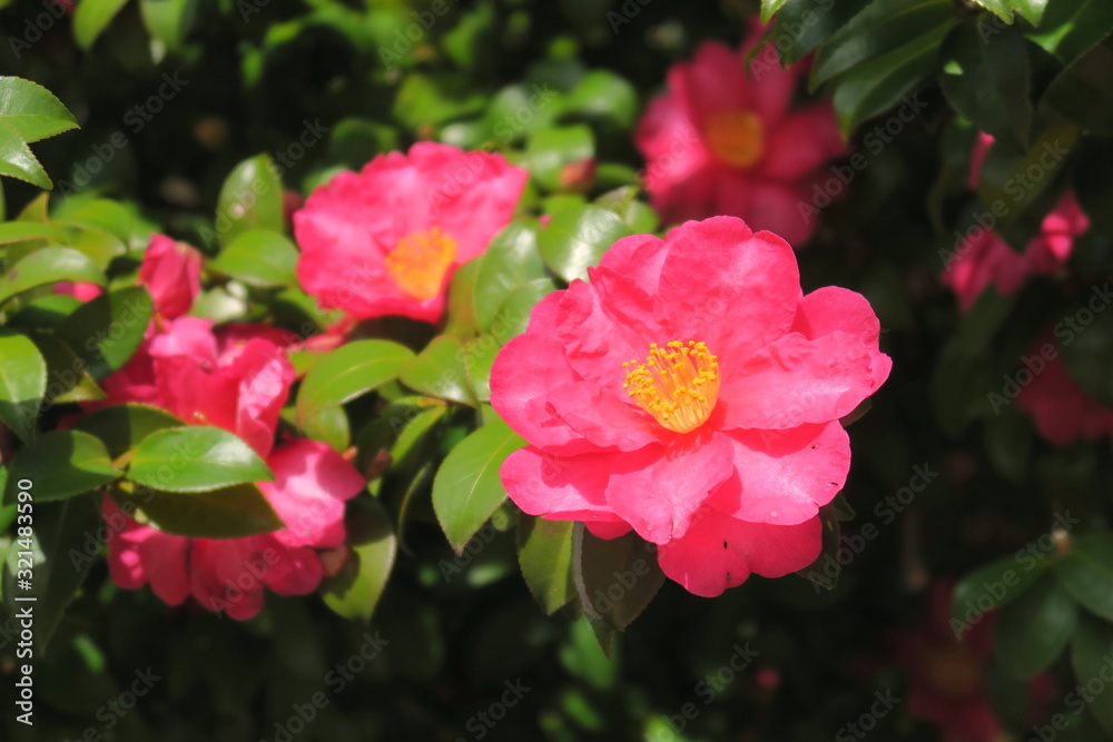 木漏れ日の中の山茶花