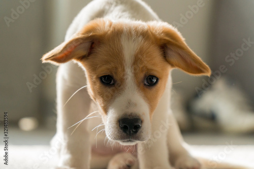 A house dog jack russell .is only 3 months old and has a look like sad 