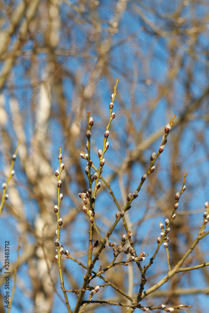 swollen tree buds on a blue sky background swollen tree buds on a blue sky background