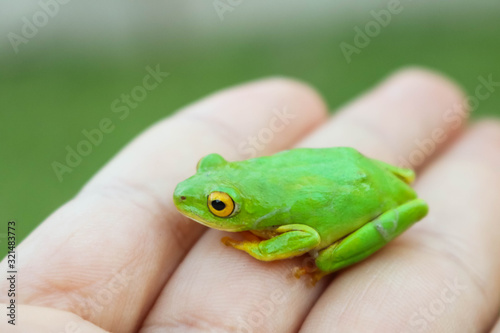 green frog with yellow eyes sitting on womans hand photo