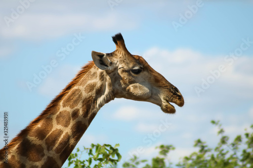 Wallpaper Mural Medium headshot of a wild giraffe in Africa Torontodigital.ca