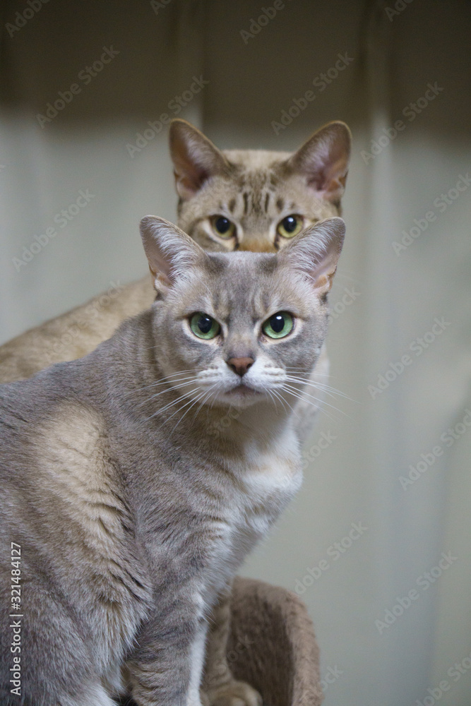 Staring Australian Mist Cats