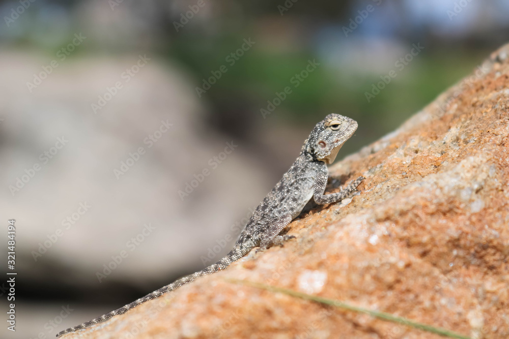 exotic gecko warming up on a sunny day exotic gecko warming up on a sunny day
