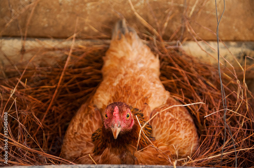 chicken hatching in nest photo