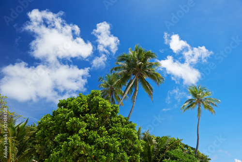 Palm tree and blue sky