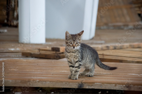Tricolor little kitten with blue eyes is walking on the brown wood floor